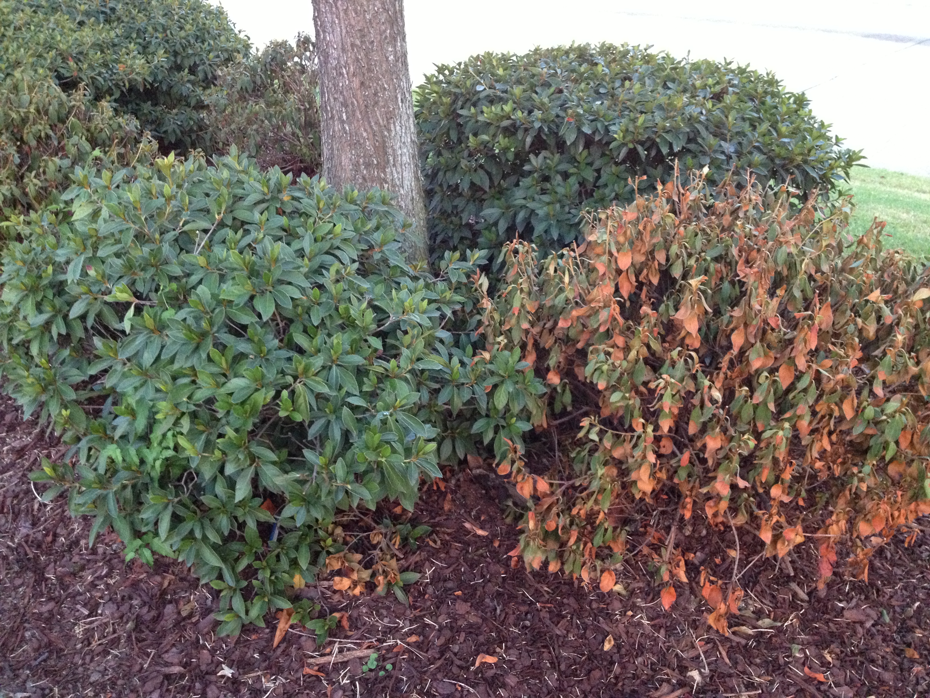 infected azalea.JPG thumbnail